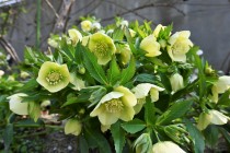 christmasrose_230308_02