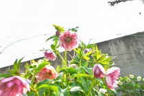 christmasrose_230308_03