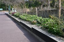 christmasrose_230308_04