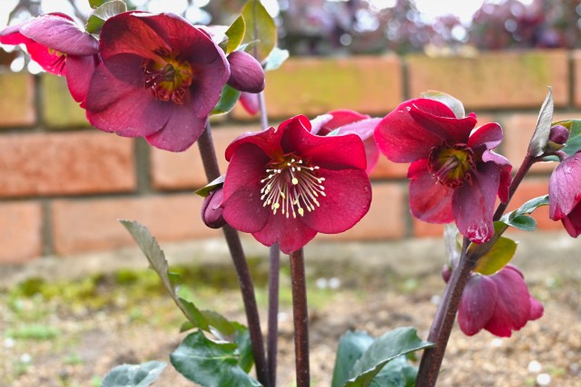 christmasrose_240206_01