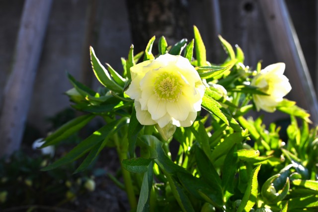 christmasrose_240214_01