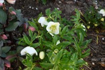 christmasrose_240214_02