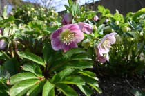 christmasrose_250307_02
