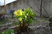christmasrose_250307_03