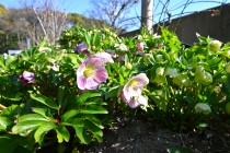 christmasrose_250311_02
