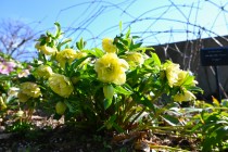 christmasrose_250311_03
