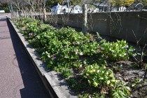 christmasrose_250311_04