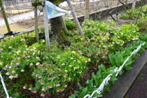 christmasrose_250319_03