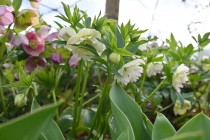 christmasrose_250319_04