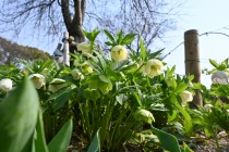 christmasrose_250326_02