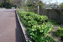 christmasrose_250326_03