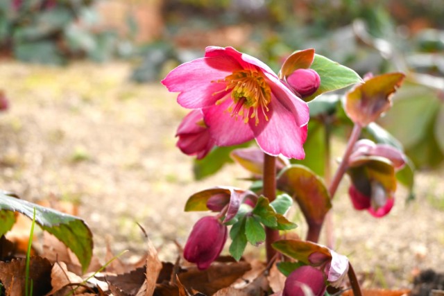 christmasrose_260121_02