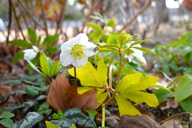 christmasrose_260121_03