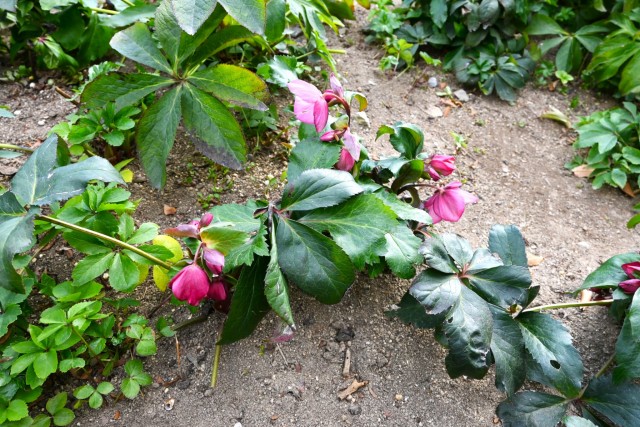 christmasrose_260128_01