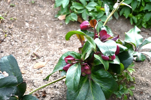 christmasrose_260128_02