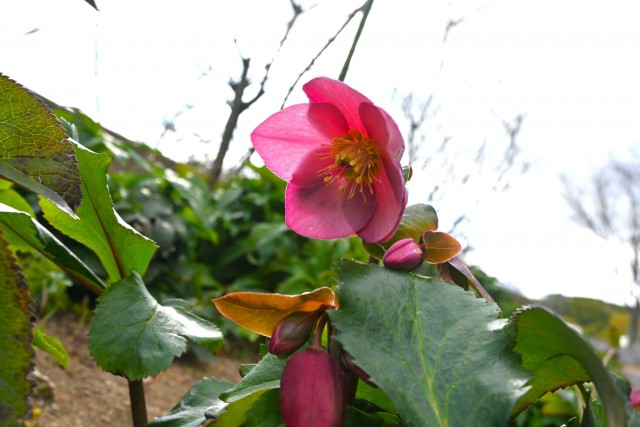 christmasrose_260128_03
