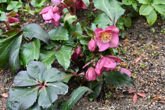 クリスマスローズ | 万博記念公園