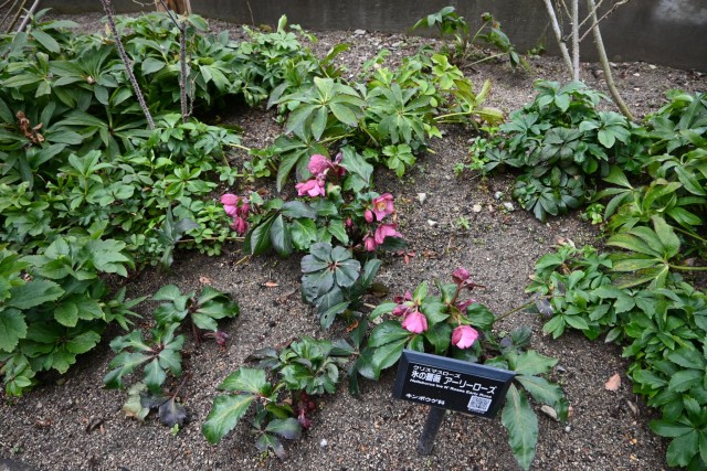 christmasrose_260211_02