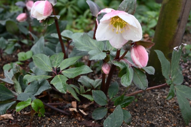 クリスマスローズ | 万博記念公園