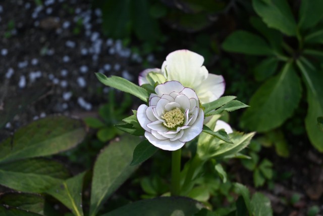 christmasrose_260305_01
