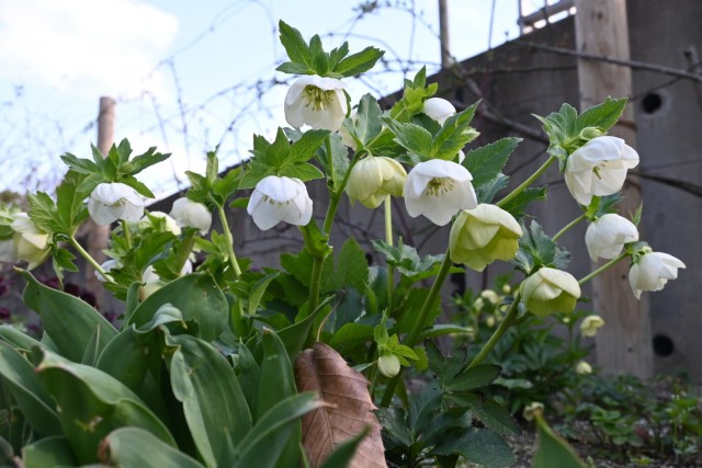 christmasrose_260305_02