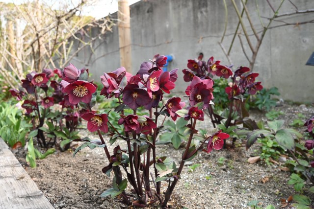 christmasrose_260305_03