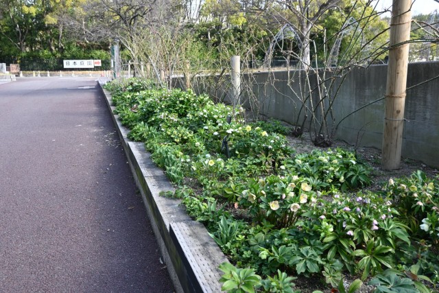 christmasrose_260305_04