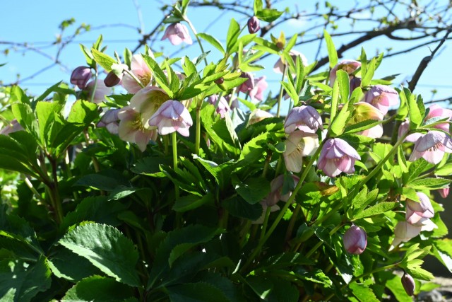 christmasrose_260311_01