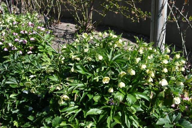 christmasrose_260311_02