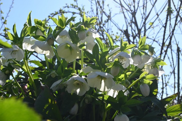 christmasrose_260311_03