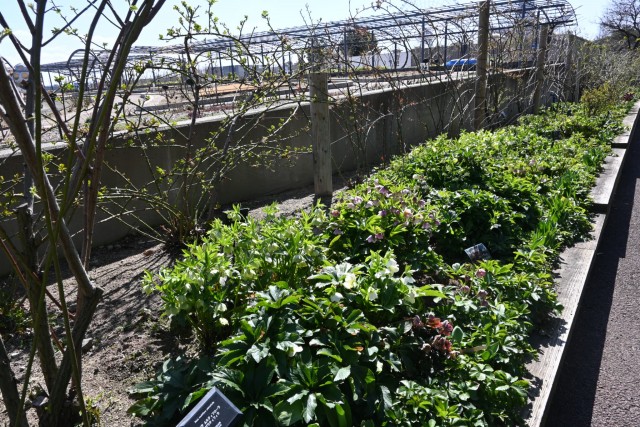 christmasrose_260311_04