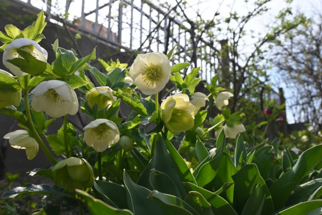 christmasrose_260317_01