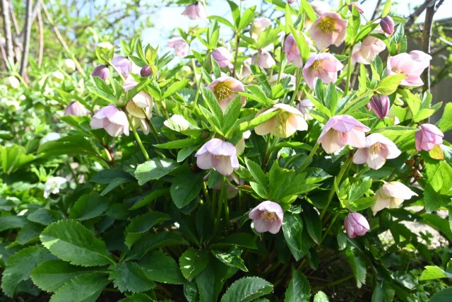 christmasrose_260317_02