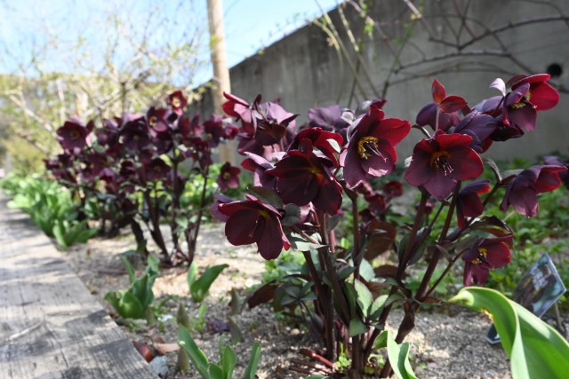 christmasrose_260317_03