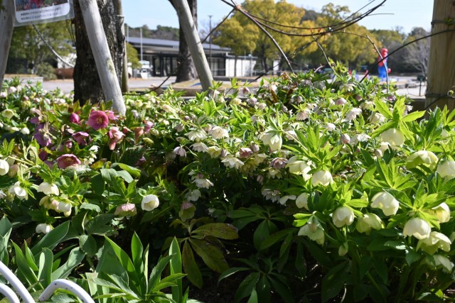 christmasrose_260317_04