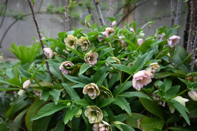 christmasrose_260325_01