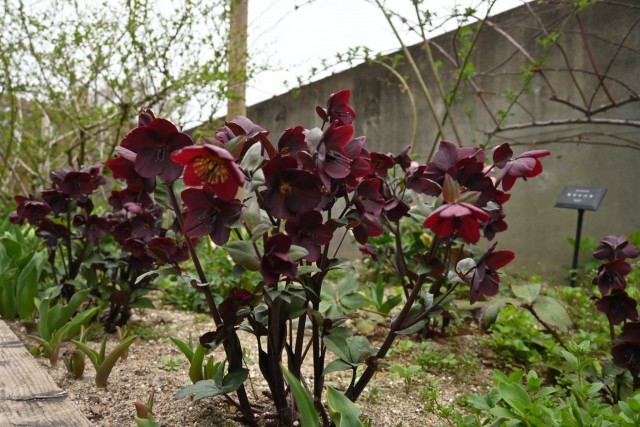 christmasrose_260325_02