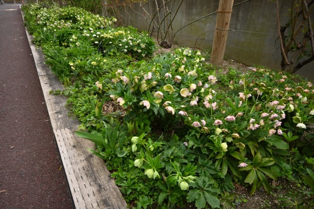 christmasrose_260325_03