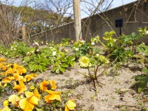 christmasurose_210305_02
