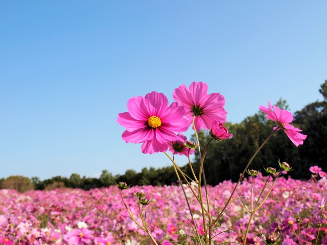 コスモス 花アルバム 過去の開花状況 万博記念公園