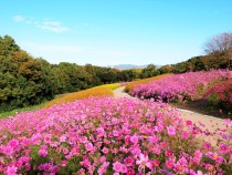 万博記念公園 コスモスフェスタ 万博記念公園 万博記念公園 コスモスフェスタ 万博記念公園