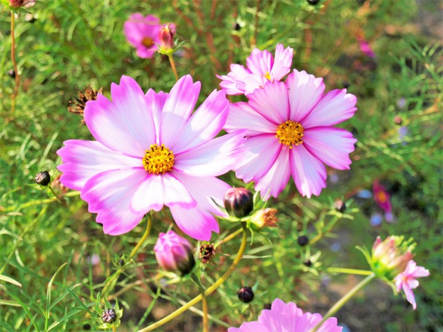 コスモス 花アルバム 過去の開花状況 万博記念公園