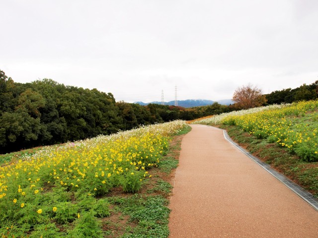 コスモス 花アルバム 過去の開花状況 万博記念公園 コスモス 花アルバム 過去の開花状況 万博記念公園