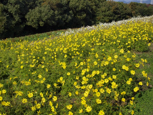 コスモス 花アルバム 過去の開花状況 万博記念公園