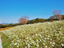 コスモス 花アルバム 過去の開花状況 万博記念公園 コスモス 花アルバム 過去の開花状況 万博記念公園