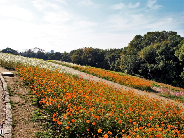 コスモス 21年 更新終了しました 万博記念公園