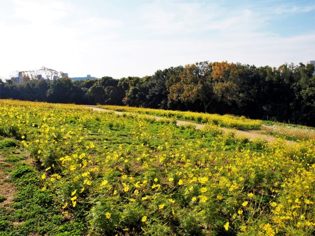 コスモス 21年 更新終了しました 万博記念公園 コスモス 21年 更新終了しました 万博記念公園