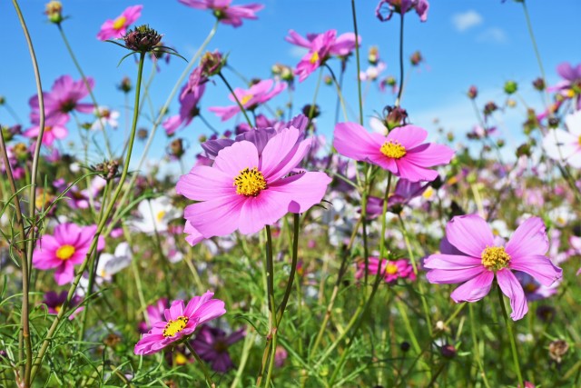 cosmos_221026_02
