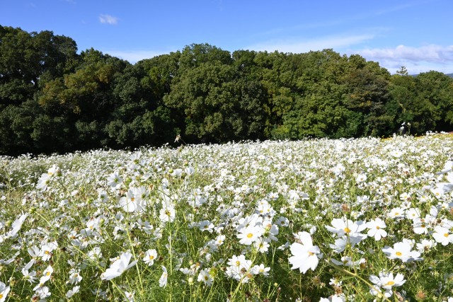 cosmos_221026_03