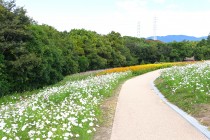 cosmos_231016_05